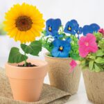 semillas girasol