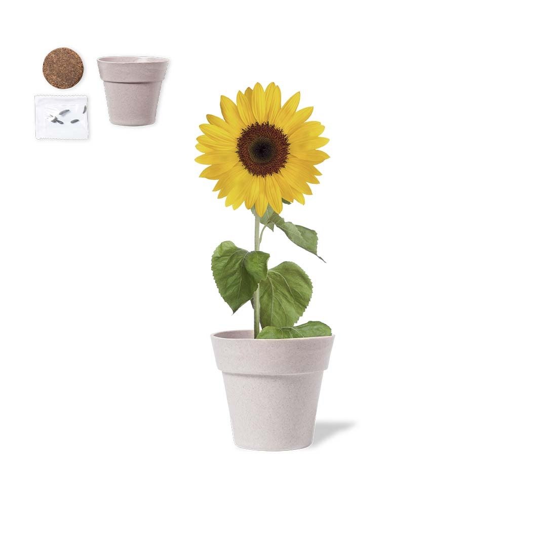 Maceta biodegradable Girasol