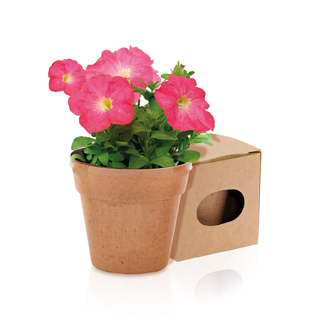 Maceta semillas petunia