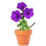 petunias